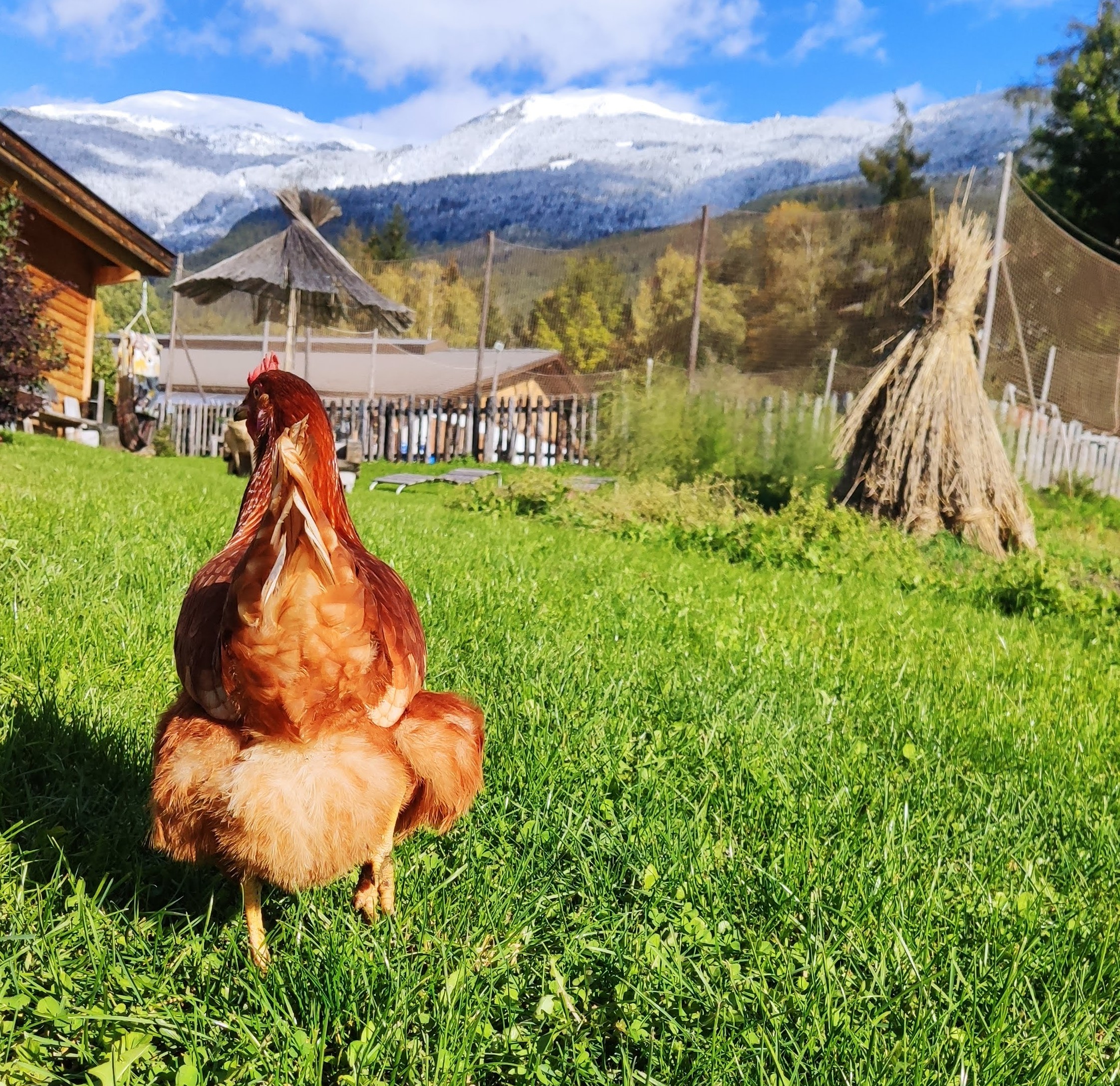 Frötscherhof Naše živali kokoši