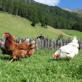 Ferien Bauernhof: Unsere Hühner haben viel Freilauf - Oberhof