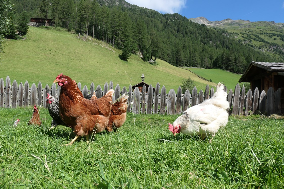 Ferien Bauernhof: Unsere Hühner haben viel Freilauf - Oberhof