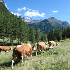 Ferien Bauernhof: Die Kühe genießen die Weidezeit im Sommer in der Nähe unseres Hofes - Oberhof