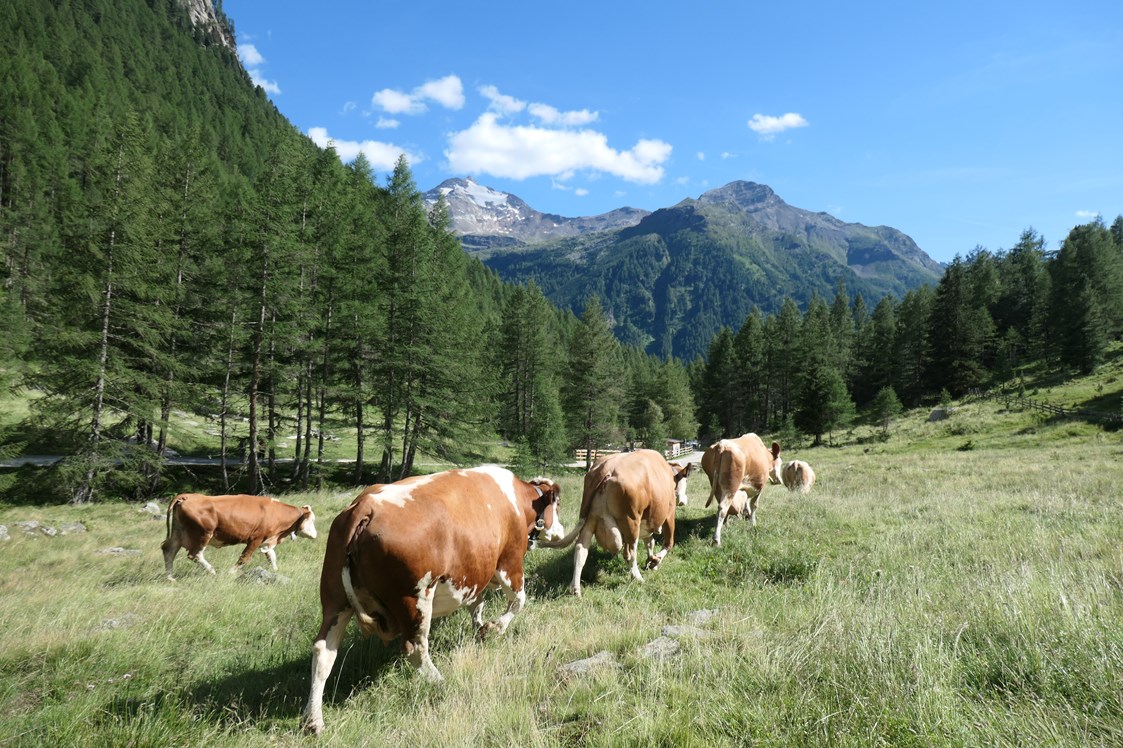 Ferien Bauernhof: Die Kühe genießen die Weidezeit im Sommer in der Nähe unseres Hofes - Oberhof