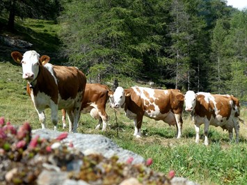 Oberhof Naše živali Na naši kmetiji živi veliko živali