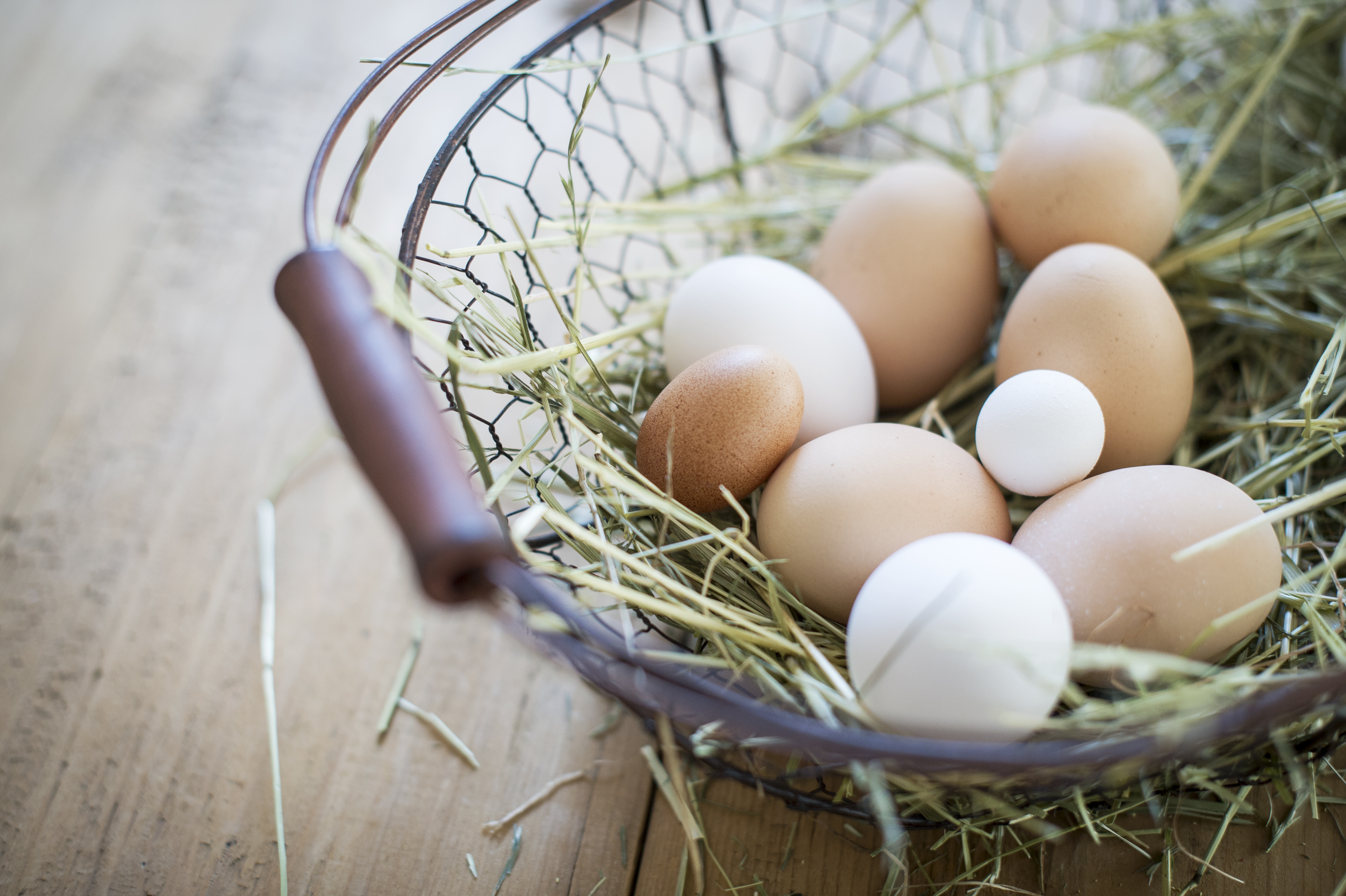 Ferien Bauernhof: Obereggerhof