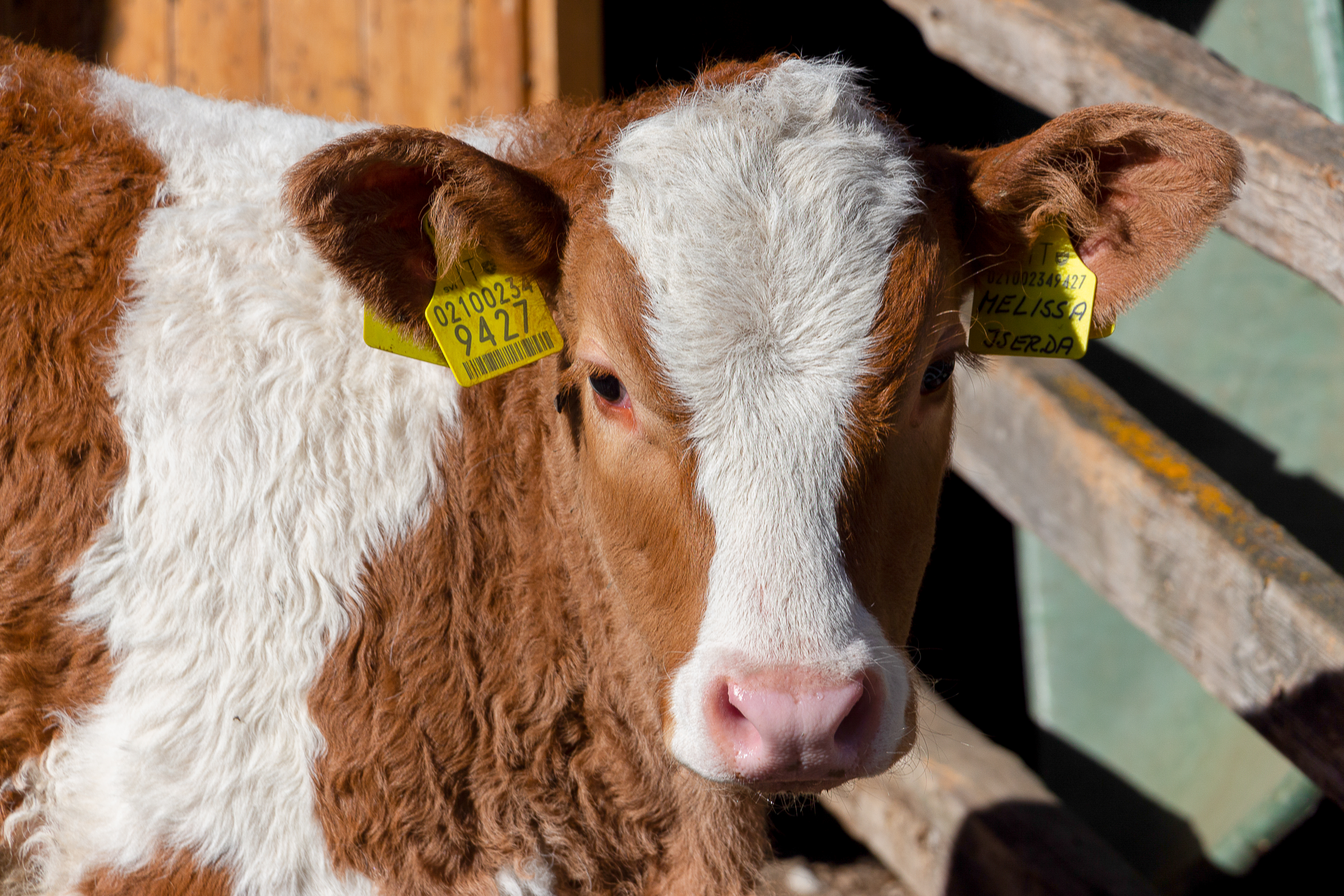 Ferien Bauernhof: Bergerhof - Gospodarsko dvorište
