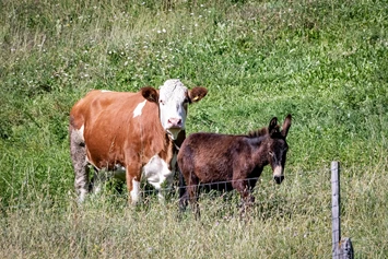 Ferien Bauernhof: Tiere am Hof - Wieserhof