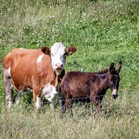 Ferien Bauernhof: Tiere am Hof - Wieserhof