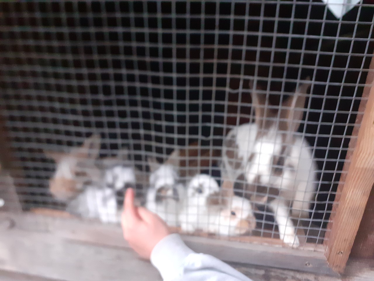 Wieserhof I nostri animali Conigli