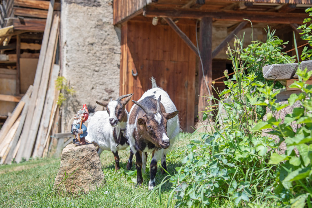 Wieserhof I nostri animali Capre