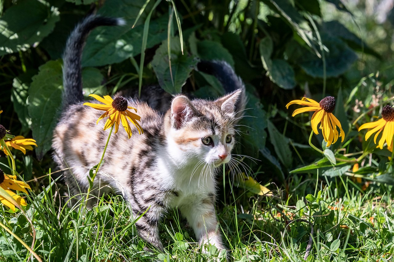 Wieserhof I nostri animali Sissi la gatta