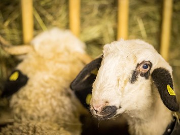 Reidenhof unsere Tiere Schafe