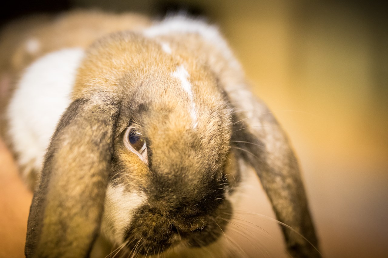 Reidenhof Nos animaux Lapins
