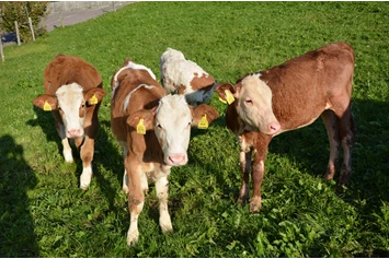 Ferien Bauernhof: Kälbchen auf der Weide - Schgagulerhof