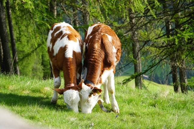 Mittnackerhof I nostri animali Il nostro bestiame