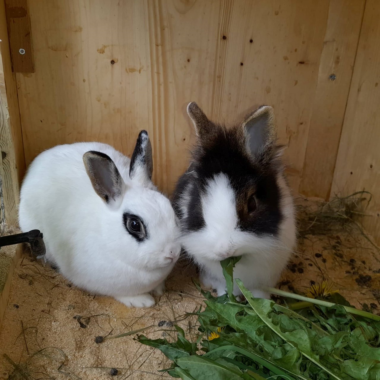 Mittnackerhof I nostri animali I nostri coniglietti