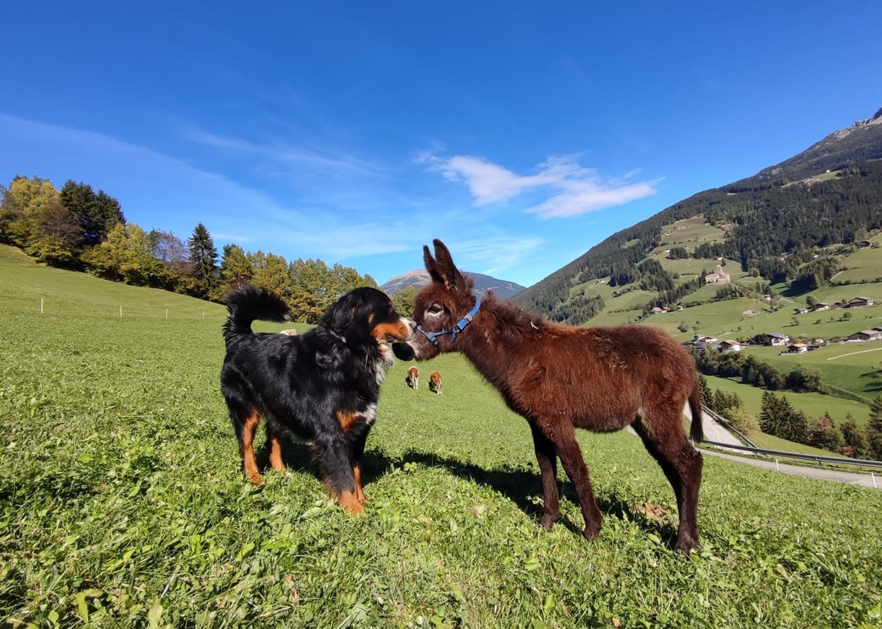 Mittnackerhof I nostri animali Il nostro cane della fattoria Jacky