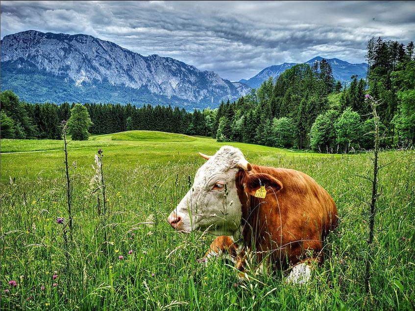 Ferien Bauernhof: Ferienhof Margarethengut am Attersee 
