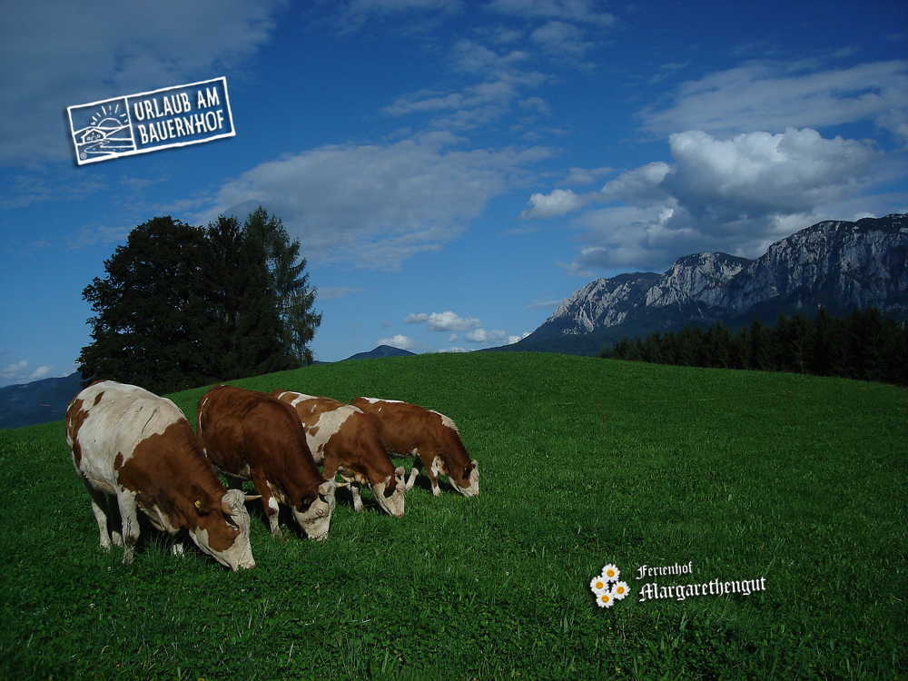 Ferien Bauernhof: Ferienhof Margarethengut am Attersee 