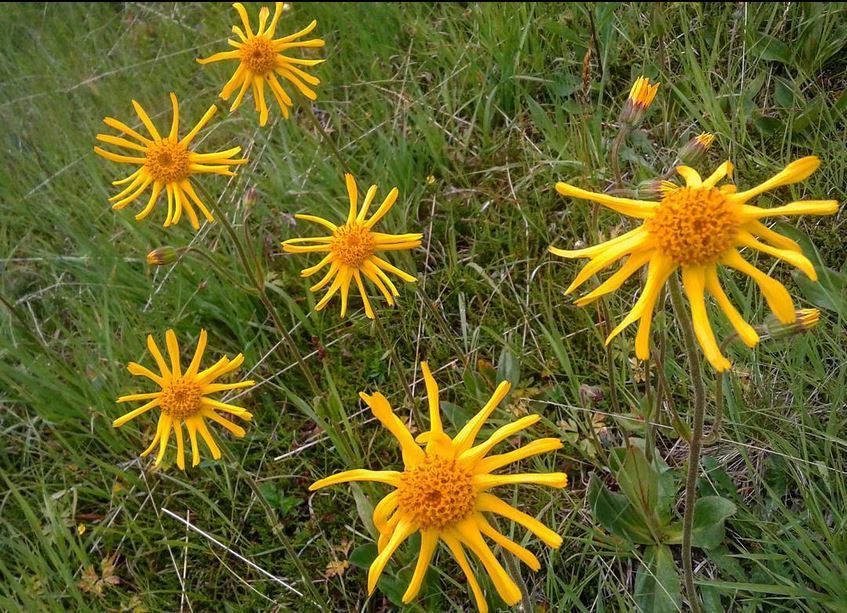 Ferien Bauernhof: Ferienhof Margarethengut am Attersee 