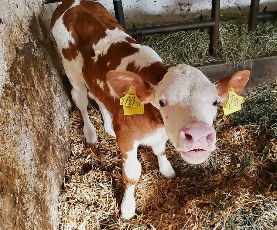 Ferienhof Margarethengut am Attersee  Onze dieren Helena