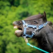 Angebote-Urlaub-am-Bauernhof: Ponytage in der Eifel