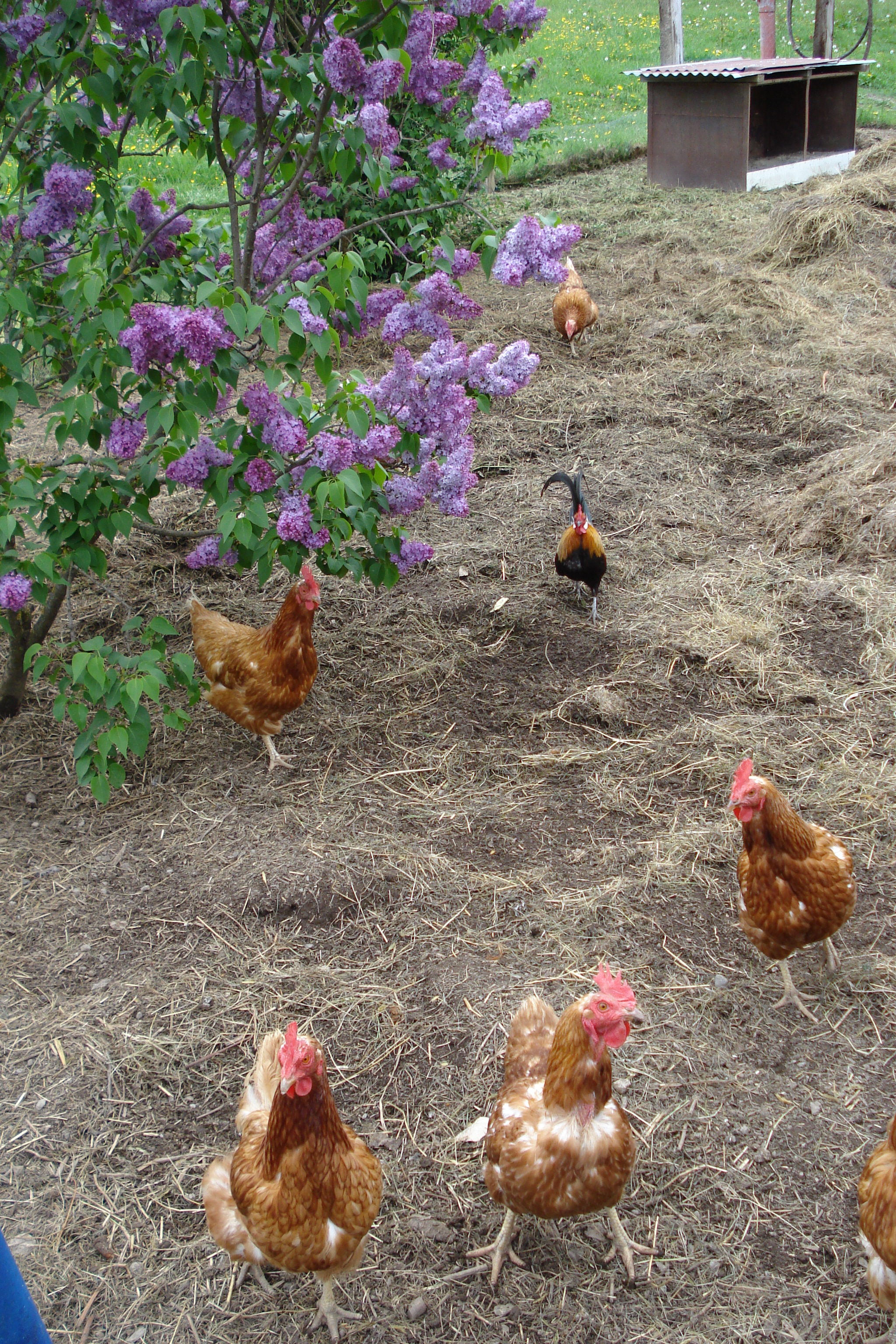 Erbhof "Achrainer-Moosen" Onze dieren Kip