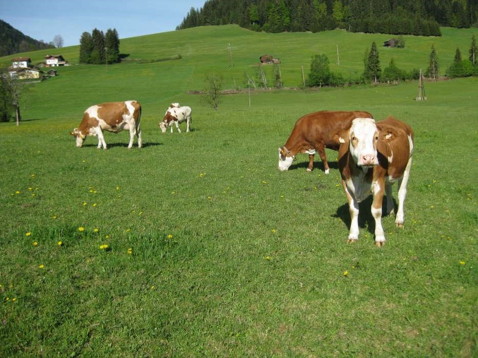 Erbhof "Achrainer-Moosen" unsere Tiere Kühe treiben