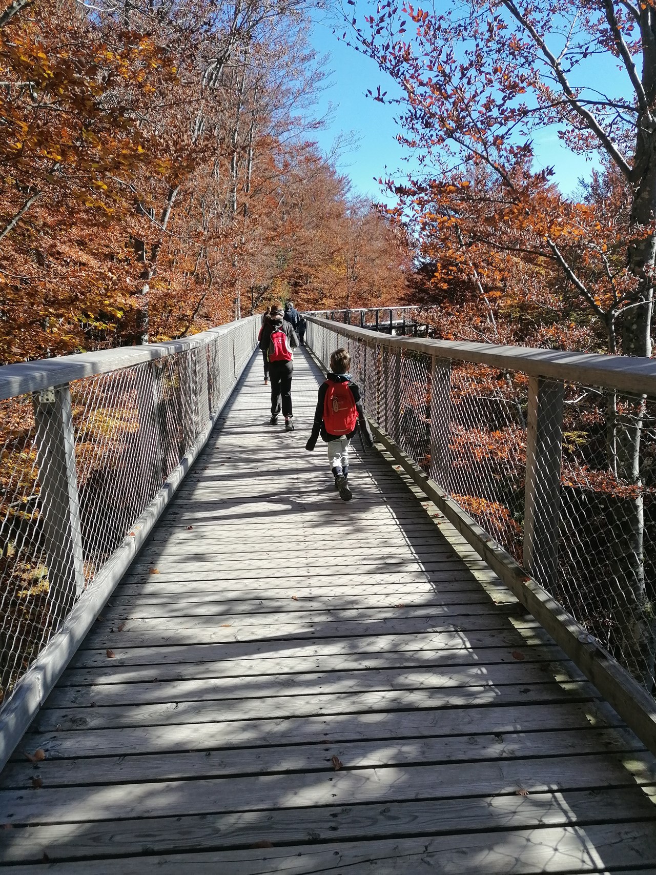Roithhof Destinations Grünberg treetop path