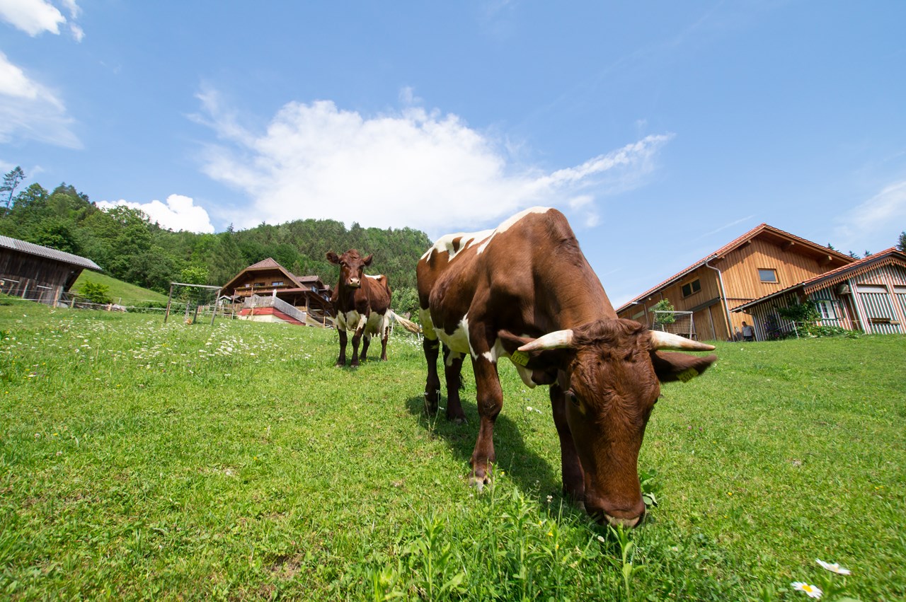 Roithhof Our animals Cows