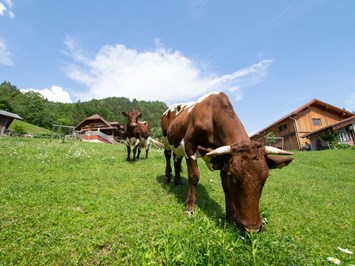 Roithhof unsere Tiere Kühe