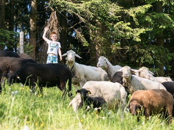 Roithhof unsere Tiere Schafe