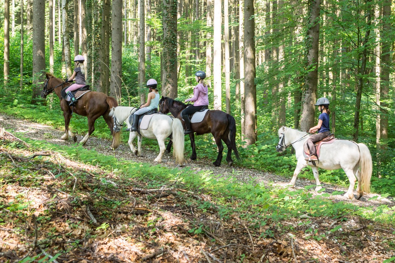 Roithhof Our animals Ponies