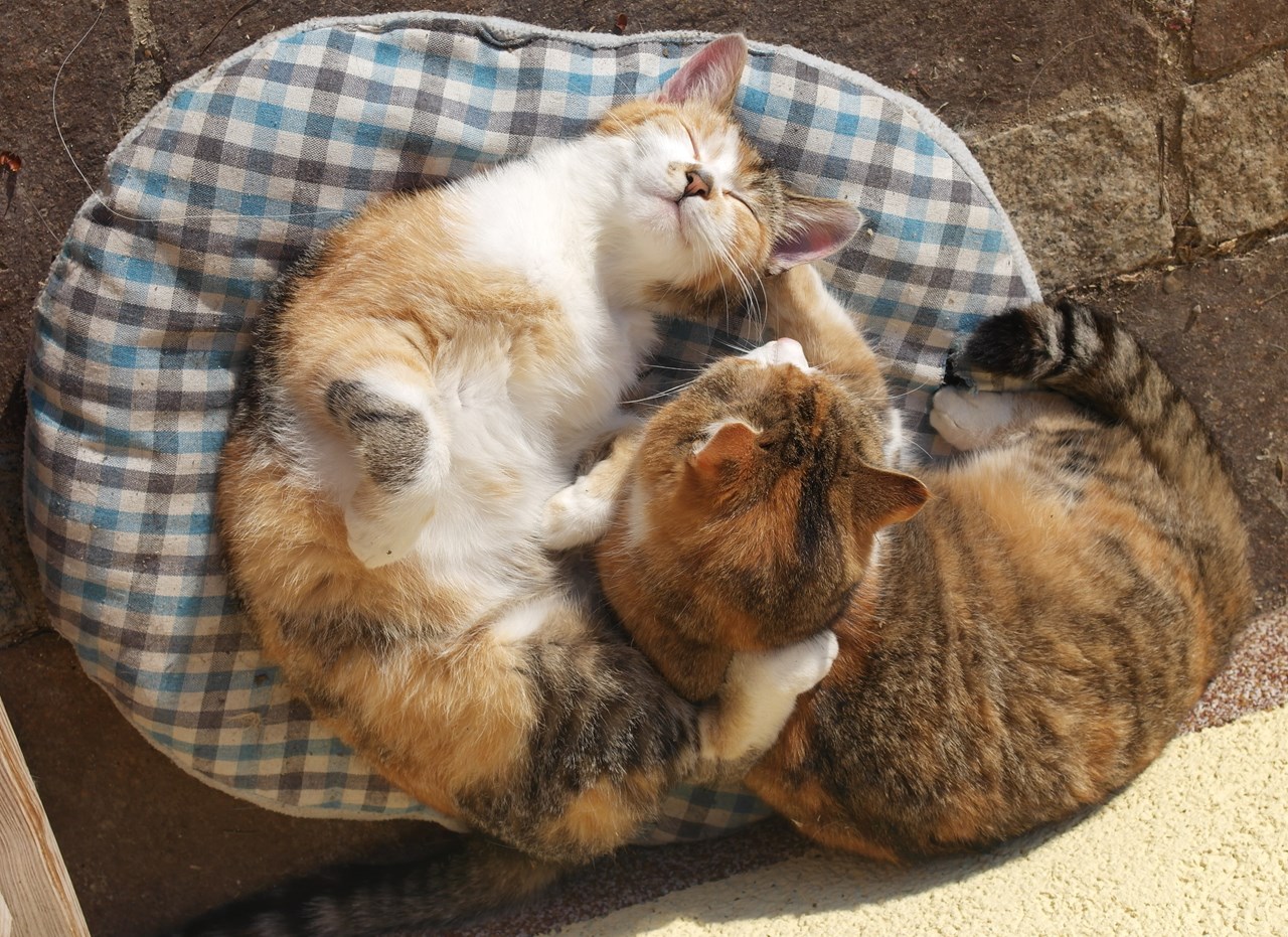 Roithhof Our animals Cats