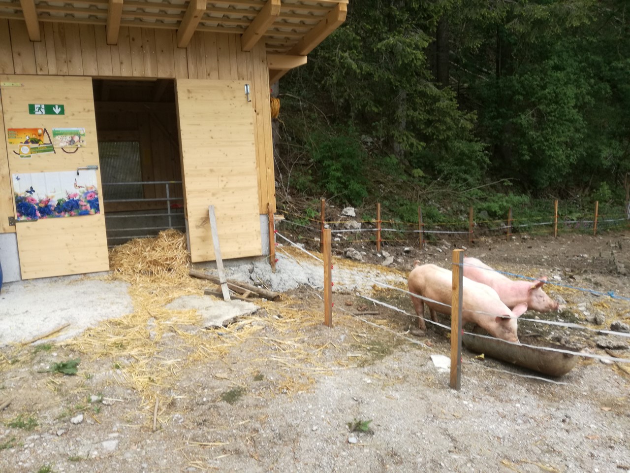 Roithhof Our animals Pigs