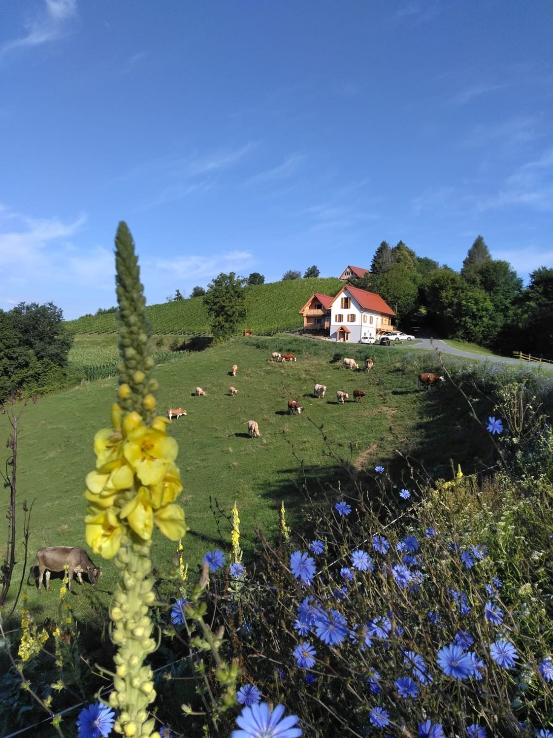 Ferien Bauernhof: Gschmeidler Greith