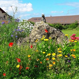 Ferien Bauernhof: Insekten erfreuen sich an unserer Blütenpracht - Eichhälderhof