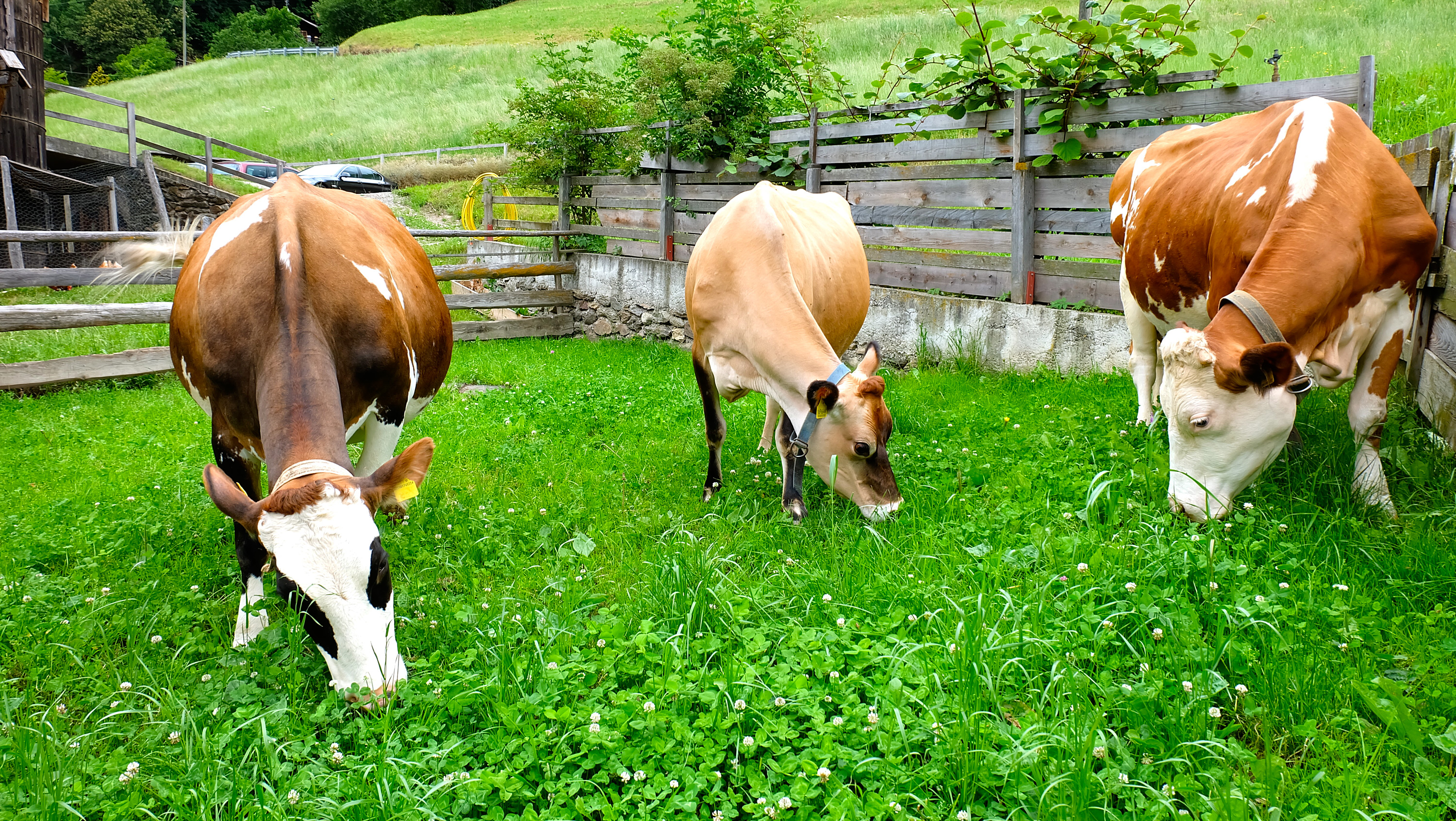 Ferien Bauernhof: Lechnerhof 