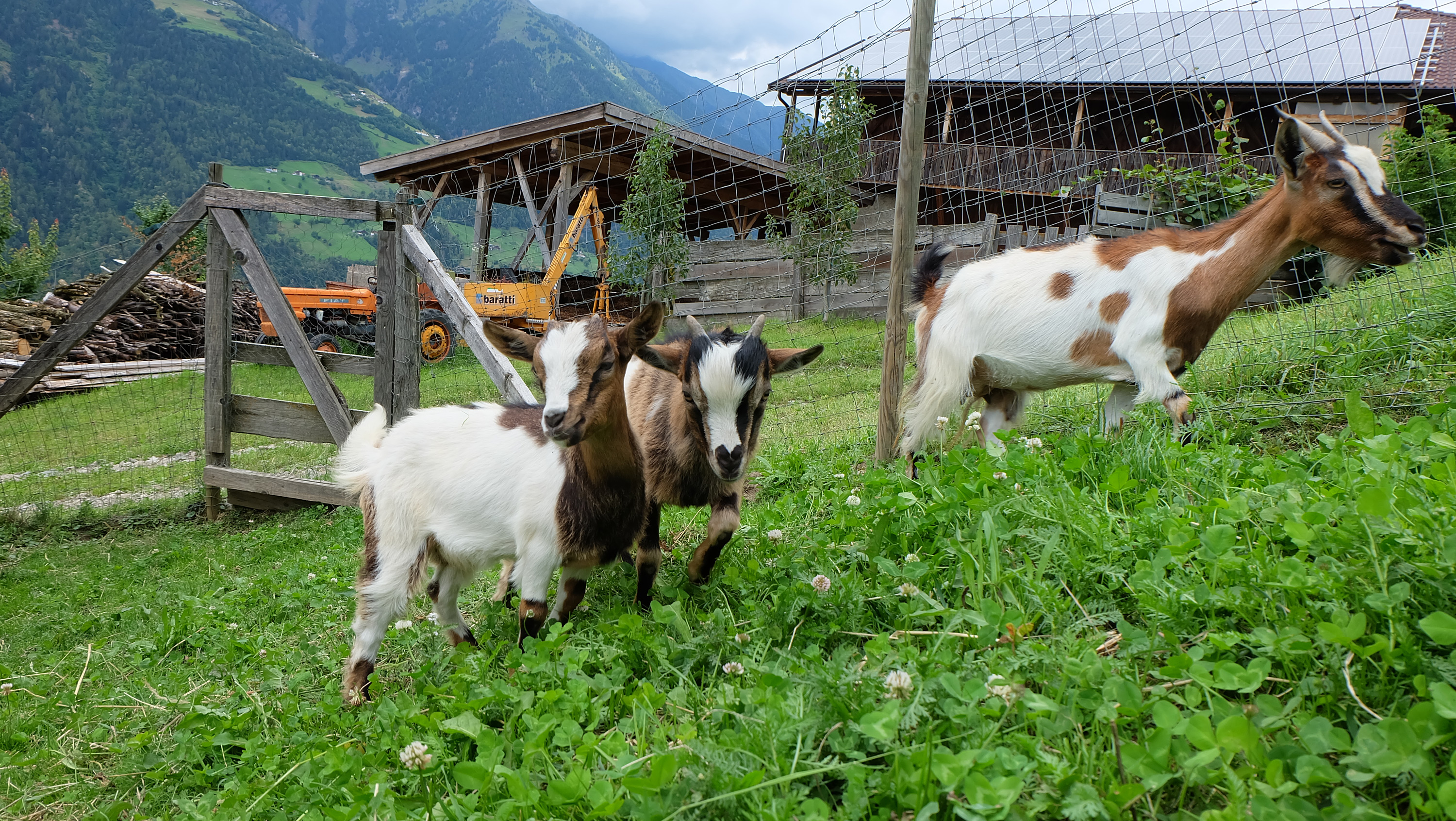 Ferien Bauernhof: Lechnerhof 