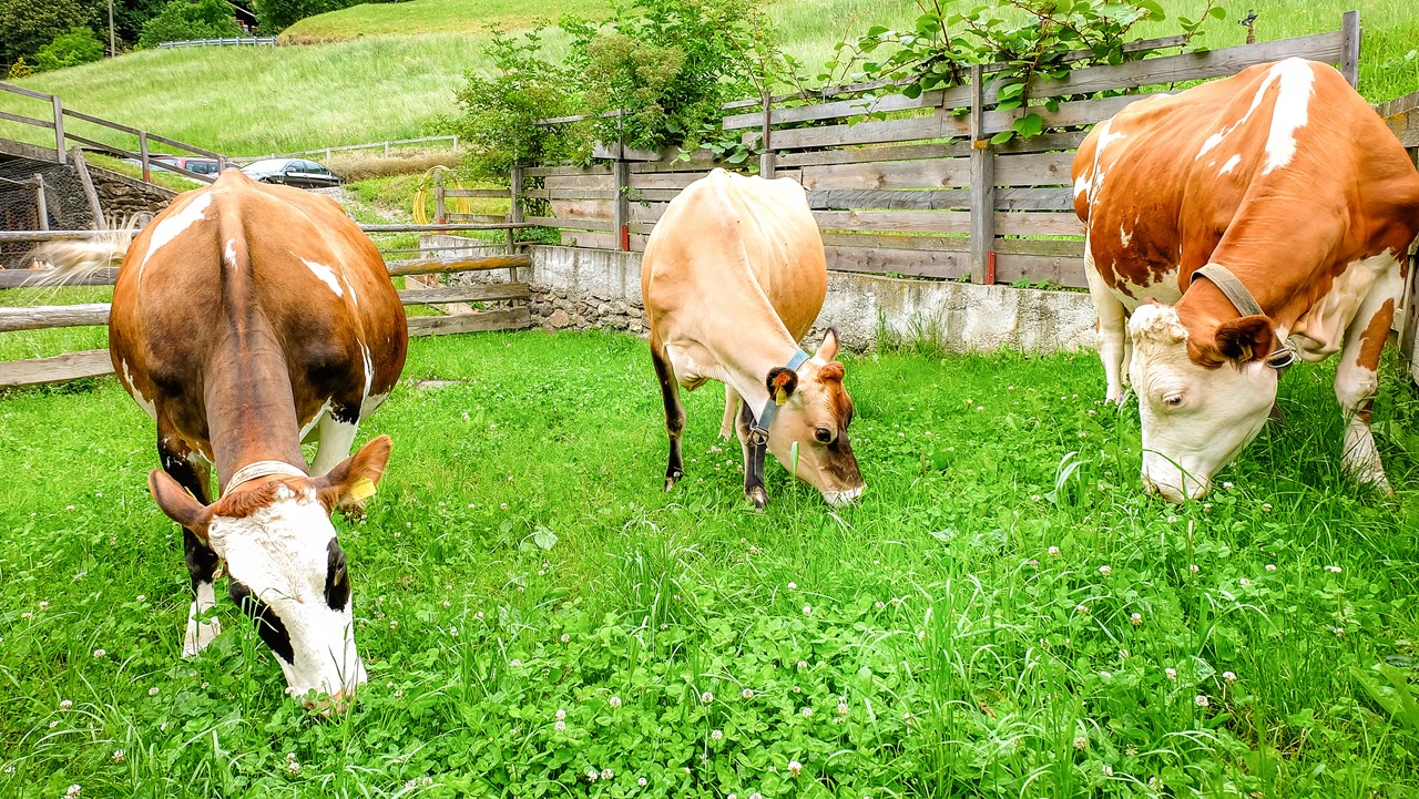 Lechnerhof  I nostri animali Le nostre mucche