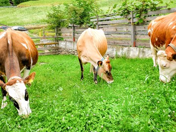 Lechnerhof  unsere Tiere Unsere Kühe