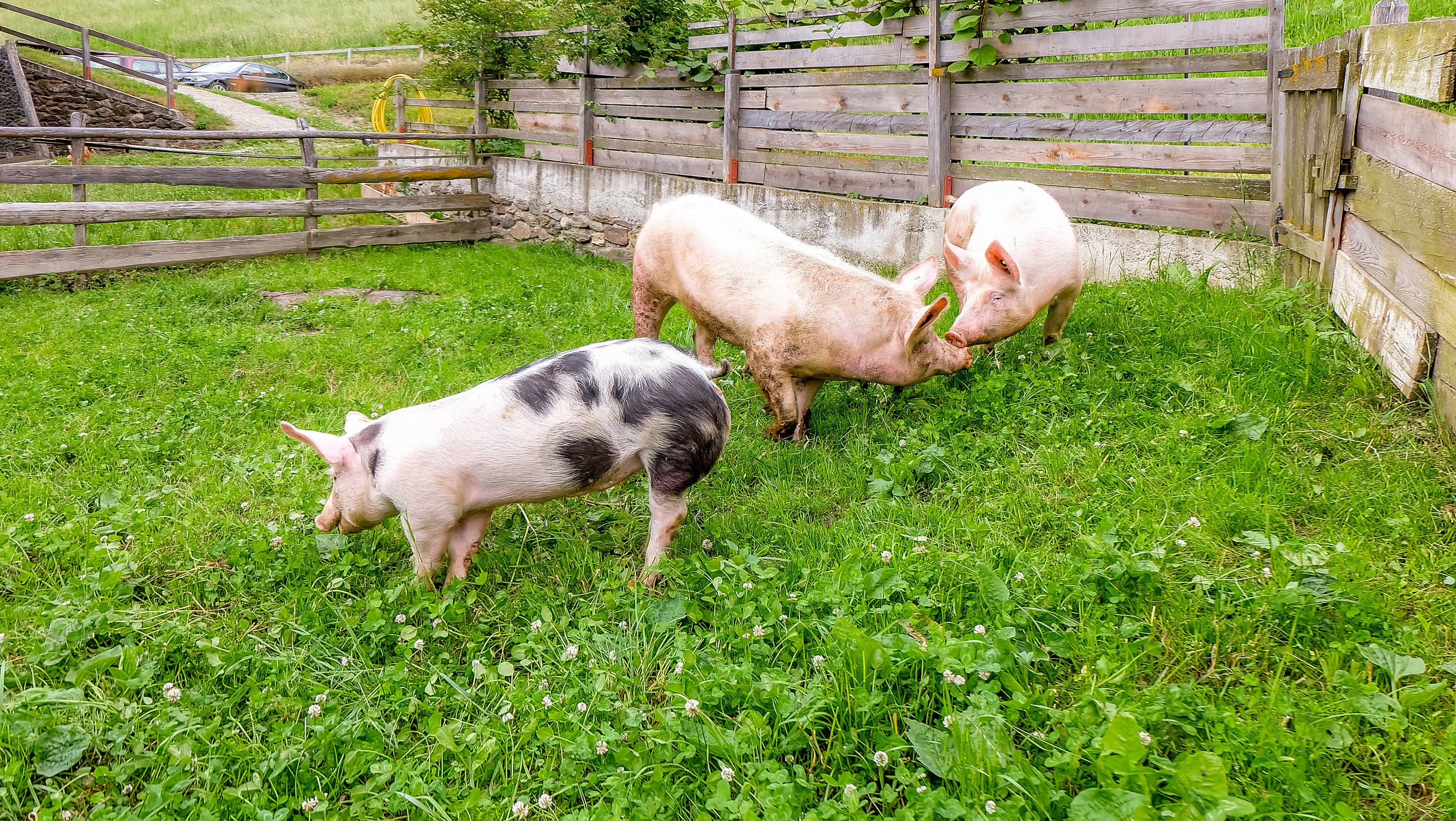 Lechnerhof  unsere Tiere Unsere Schweine 