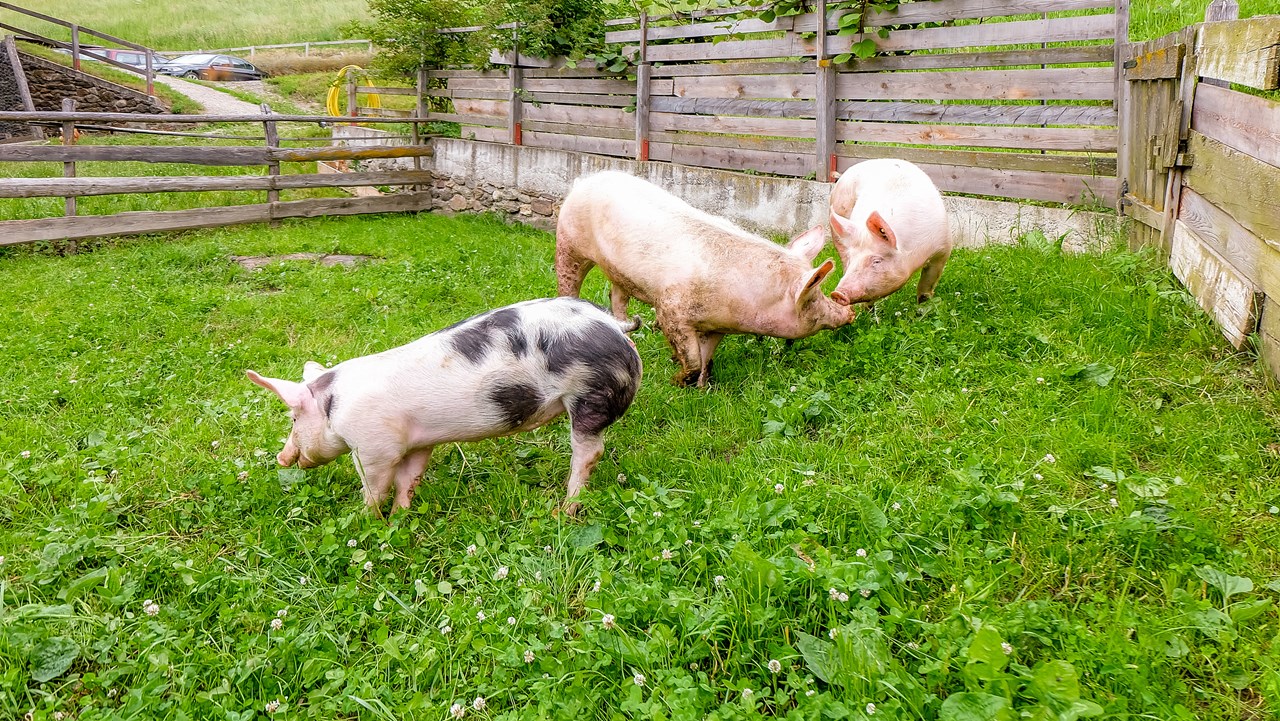 Lechnerhof  Our animals Our pigs