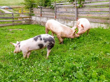 Lechnerhof  I nostri animali I nostri maiali