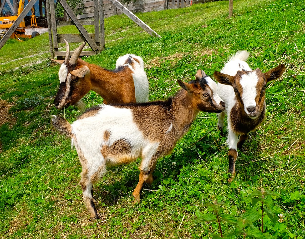 Lechnerhof  Our animals Goats