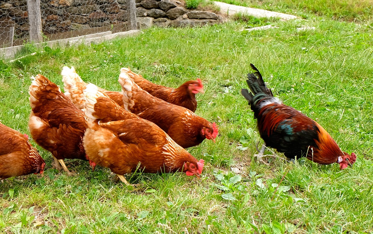 Lechnerhof  unsere Tiere Hühner