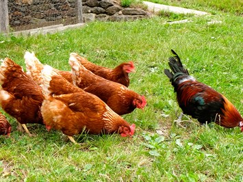 Lechnerhof  unsere Tiere Hühner