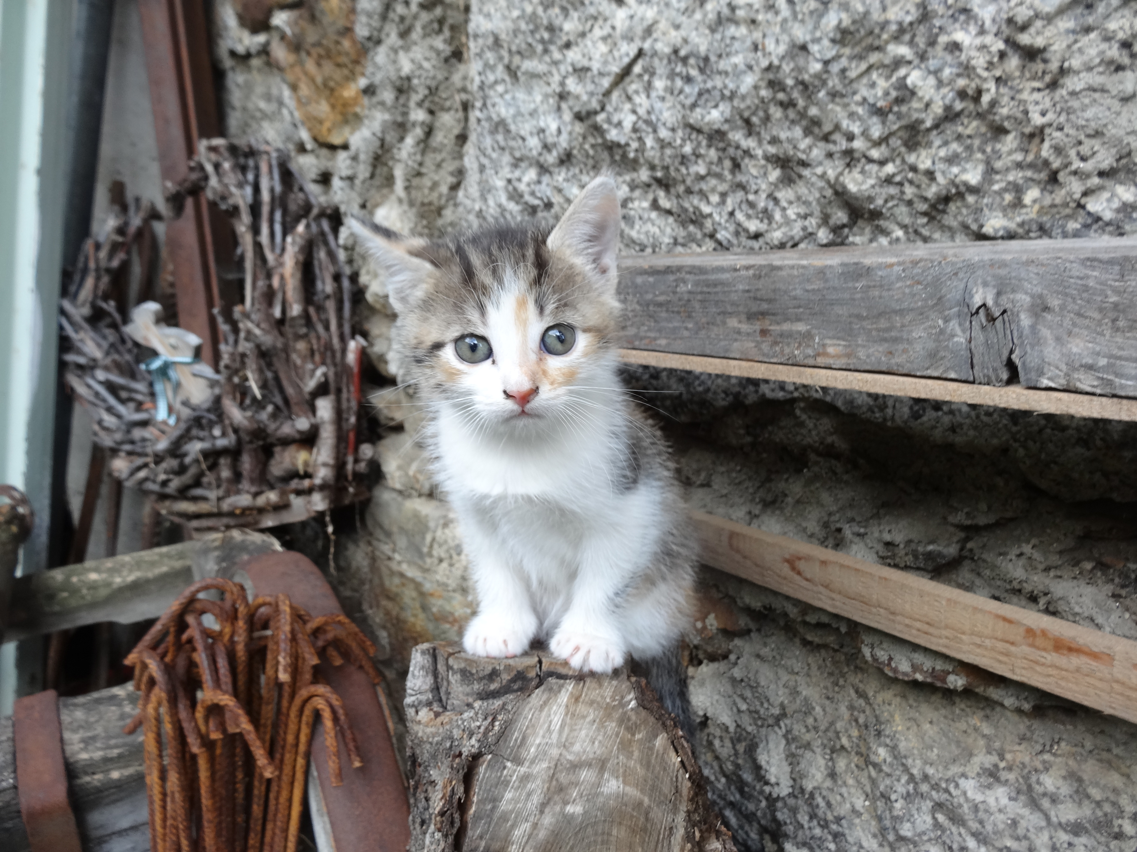Lechnerhof  unsere Tiere Liebes Kätzchen