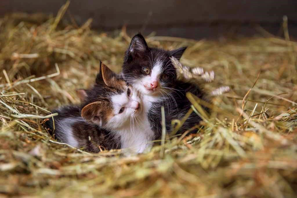 Lechnerhof  unsere Tiere Liebe Kätzchen