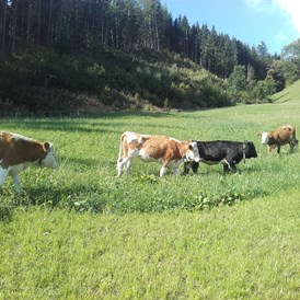 Ferien Bauernhof: Unsere Tiere auf der Weide! - Wermenerhof