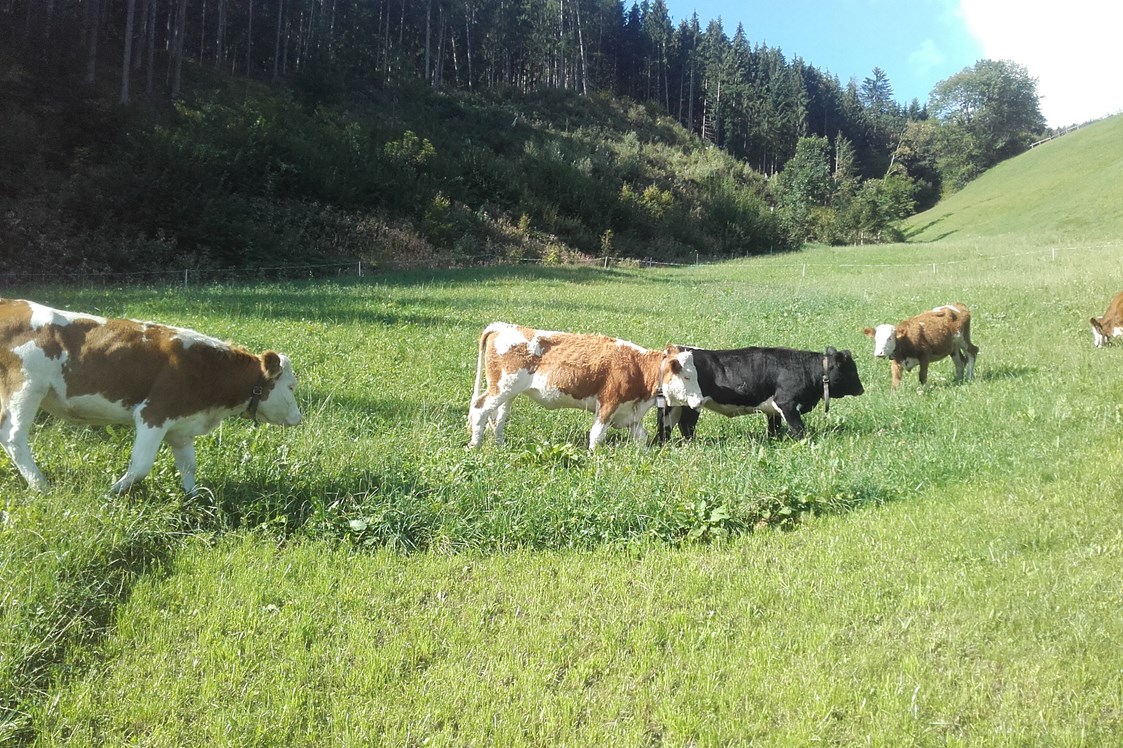 Ferien Bauernhof: Unsere Tiere auf der Weide! - Wermenerhof