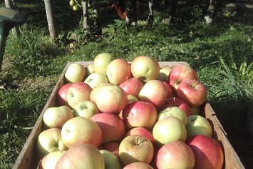Ferien Bauernhof: Ernte aus dem eigenen Obstgarten! - Wermenerhof